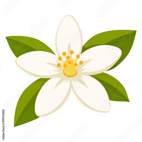 Cuadro en lienzo Orange Blossom Flower Citrus Bloom White Petals Fragrant Floral Plant Nature Ele