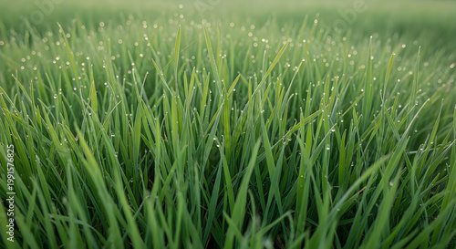 Lush Green Meadow with Wildflowers and Tall Grass illustration