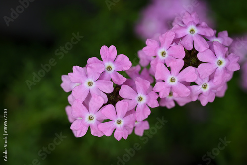 Cluster of soft pink Verbena flowers in bloom, star-shaped petals with pale centers against a smooth green blurred background