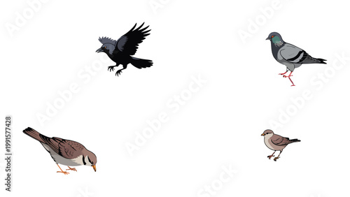 Birds of a Feather: A collage of diverse bird species showcasing their unique characteristics, capturing the essence of avian life with precision and grace.