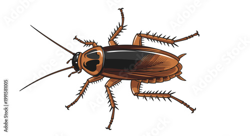 Detailed illustration of a cockroach isolated on a white background