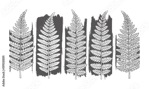 Five white fern fronds against dark grey textured backgrounds plant leaf nature