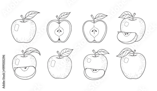 Hand drawn apple showing whole fruit halves and slices food half