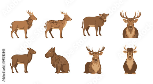 Various deer illustrations in different poses isolated on a white background