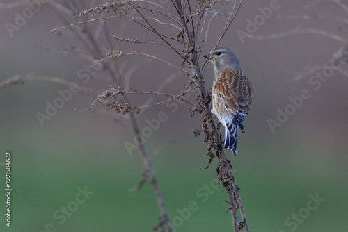Canvas Print linnet perched gracefully on a slender dry brown plant stem
