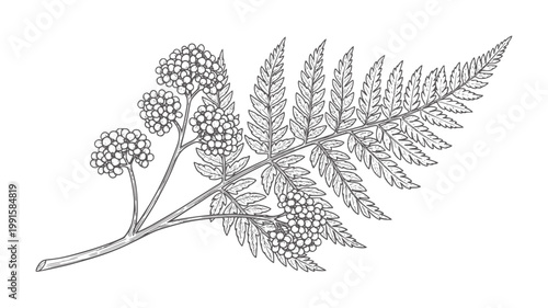 Line of a fern frond with clusters of berries botanical nature