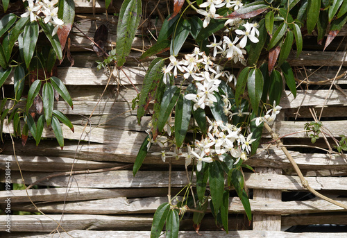 Clematis Armandii Apple Blossom. White flowers over a wooden fence. Spring, April, Netherlands	