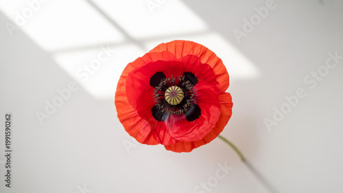 Vibrant red poppy flower with a delicate stem rests on a clean white background illuminated by soft window light and shadows