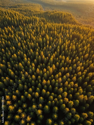 Aerial view of lush green forest nature landscape photography early morning bird's eye perspective