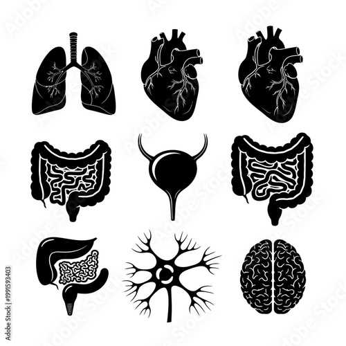 "Set of Human Organ Silhouettes Featuring Brain, Heart, Lungs, and Digestive System"

