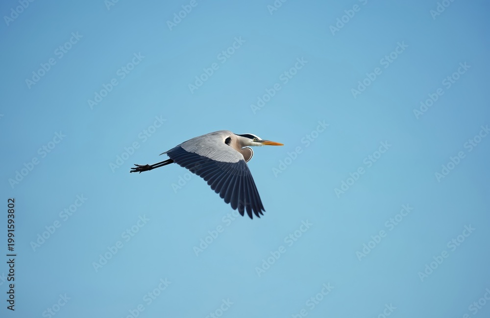 Obraz premium Grey heron bird flies across clear blue sky. Its wings are spread wide as it soars through air, showcasing its graceful flight, wild nature. This image captures moment of freedom, natural beauty.