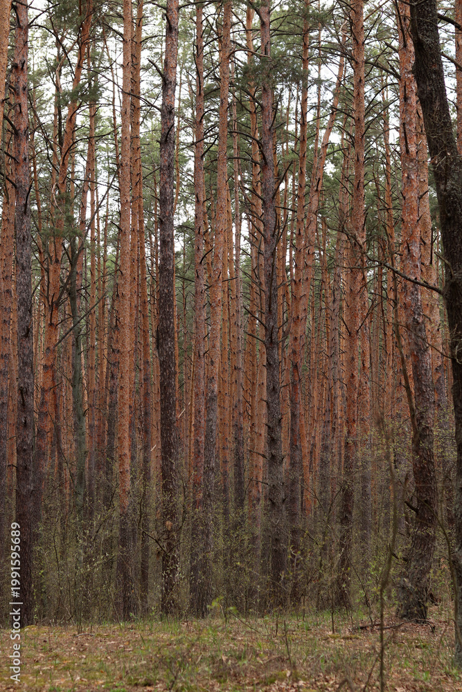 Obraz premium Dense pine forest with tall slender trees. Landscape of a pine forest with vertical tree trunks and natural undergrowth. Atmosphere of wild nature, peace and ecology. View of the forest