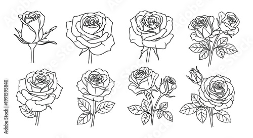 Collection of delicate rose illustrations in varying stages of bloom