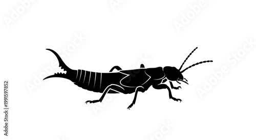 Tableau sur toile Detailed illustration of a cricket insect.