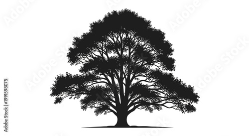 Large Tree Silhouette With Branches.
