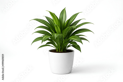 Potted Plant .I