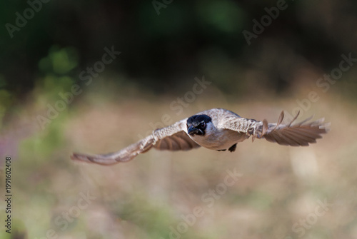 Masked Laughingthrush, Garrulax Perspicillatus, captured in a head-on flight, wings fully extended and eyes locked forward, concepts of speed, focus, pursuit, and determination, dynamic action shot