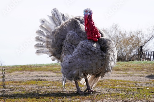 Large domestic turkey displaying feathers on farm, front view. Poultry bird with red head standing outdoors in rural environment, agriculture concept.