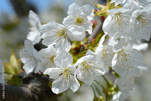 Bild auf Leinwand Sweet cherry branch with white flowers - Latin name - Prunus avium
