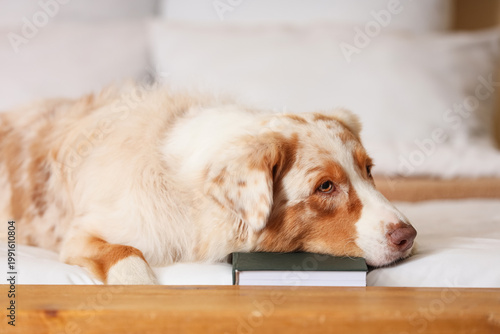 Cute Australian Shepherd do...