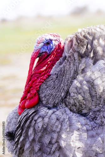 Close up of domestic turkey head with red wattle and textured feathers. Detailed portrait of poultry bird outdoors, natural light, farm animal concept.