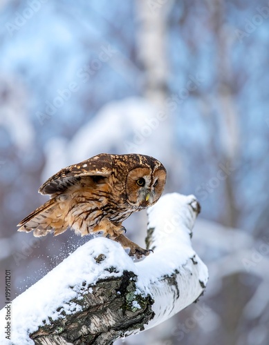 Brown Tawny Owl Perched On A Snow Covered Birch Branch In A Winter Forest Sharp Wildlife Photograph Capturing Detailed Plumage And Focused Gaze