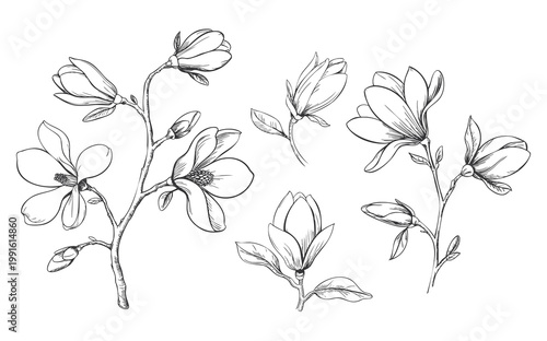 Hand drawn magnolia blossoms and buds in antique botanical ink line art set.