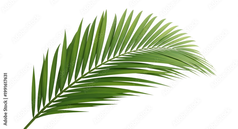 Fototapeta premium Palm frond isolated on transparent background