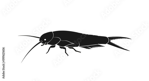Black cockroach insect side view.
