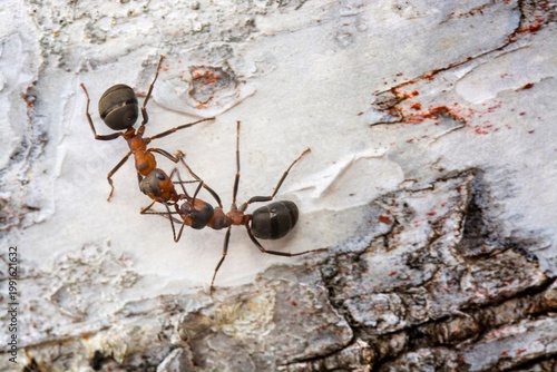 red ant on the tree
