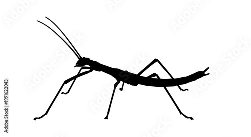 Detailed black silhouette of praying mantis.