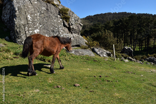 фотографія Caballo caminando en el monte junto a unas rocas