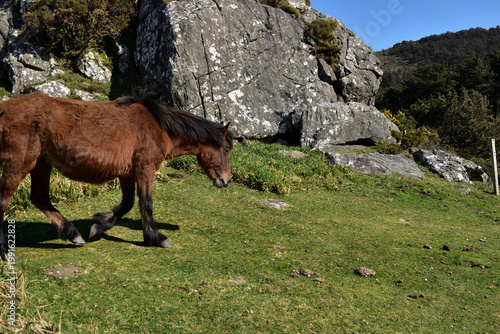 Fotografie Caballo caminando en el monte junto a unas rocas