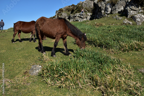 Caballos pastando en la montaña.