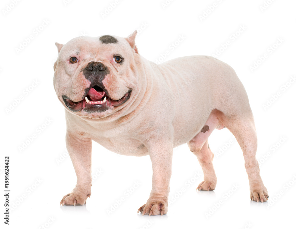 Fototapeta premium white american bully