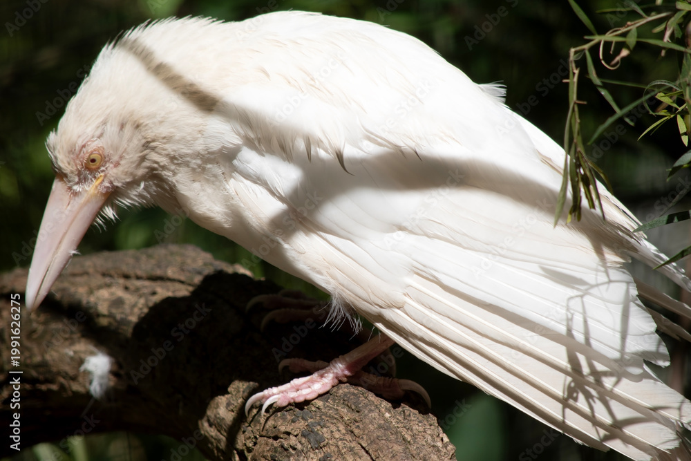 Naklejka premium this is a very rare albino raven