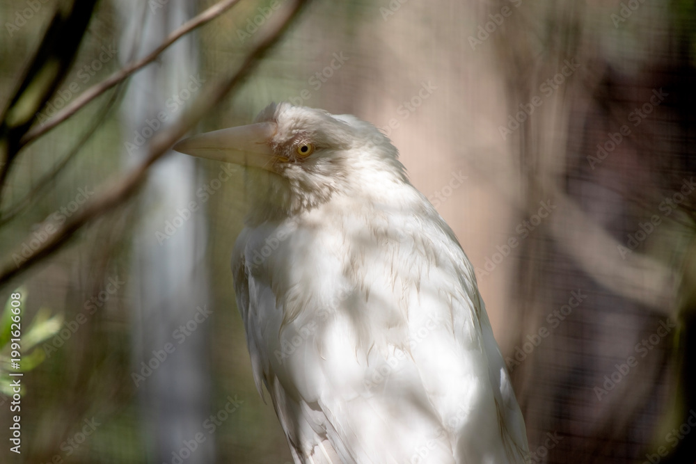Obraz premium the albino raven has white feathers and a cream beak