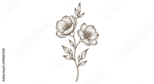 Brown floral illustration, vintage flower drawing, botanical art, brown line art