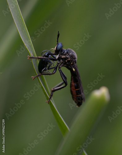 Red-bellied Robber Fly Choerades gilva hunting and eating a beetle on grass blade