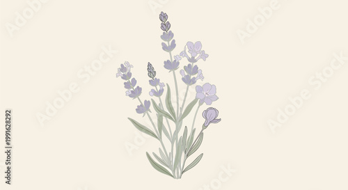 Lilac flowers, purple lavender, floral illustration, botanical vector