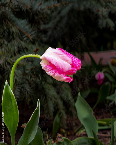A close-up of a pink parrot tulip with fringed petals and water droplets on the stem. The flower is captured against a naturally blurred background of evergreens. 