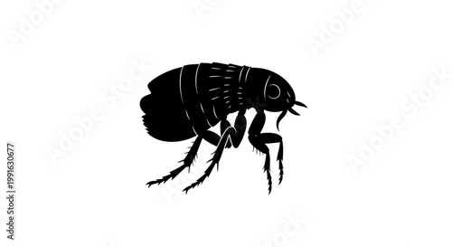 Detailed black beetle insect side view.