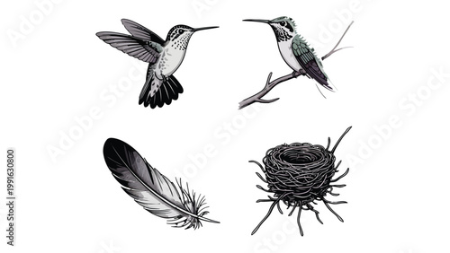 Hummingbird Collection: A beautiful collection of hummingbird illustrations. The detail shows of hummingbird, feather and a nest in ink style, in a collection.