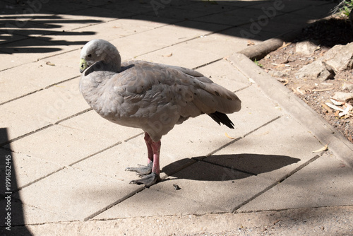 Canvastavla the is a side view of a Cape Barren Goose
