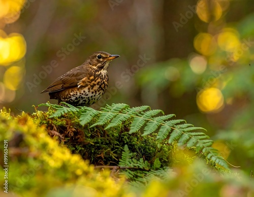 Song Thrush Bird Wildlife Photography Brown Feathers Perched On Mossy Mound In Forest With Fern Under Warm Golden Sunlight
