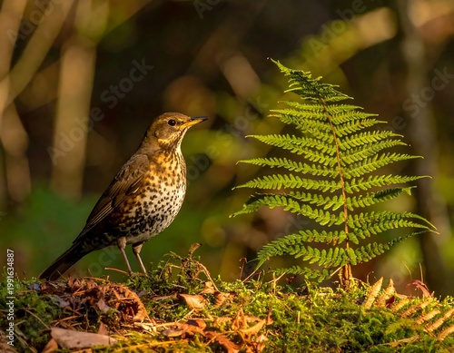 Song Thrush Standing On Mossy Forest Floor Next To Green Fern Leaf In Warm Golden Sunlight Morning Forest Wildlife Photo