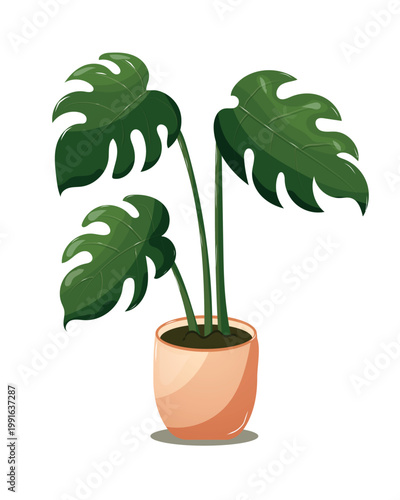 Monstera deliciosa plant in ceramic pot isolated on white. Tropical houseplant flat vector illustration