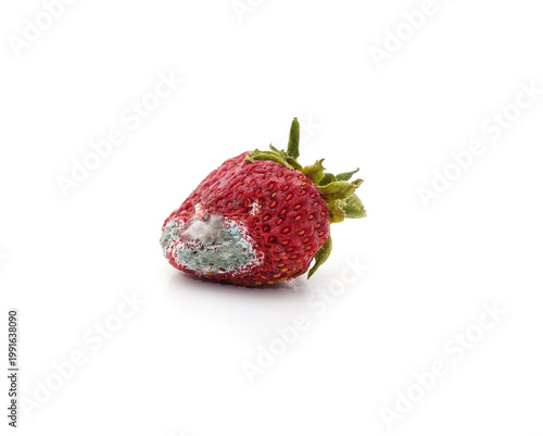 Rotten strawberry with mold isolated on white background.