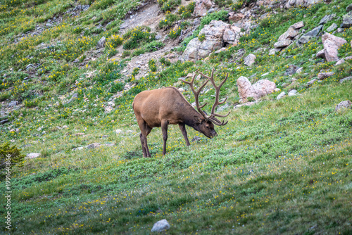 Resting Elk on Alpine Slope in Rocky Mountain NP, Colorado