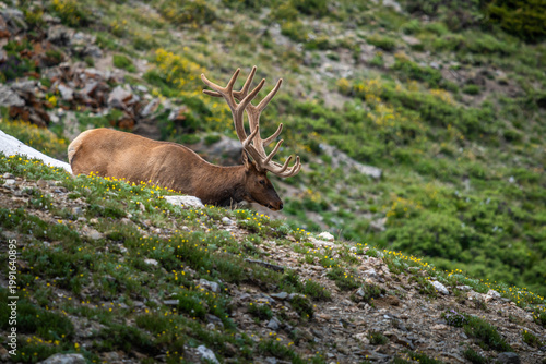 Resting Elk on Alpine Slope in Rocky Mountain NP, Colorado